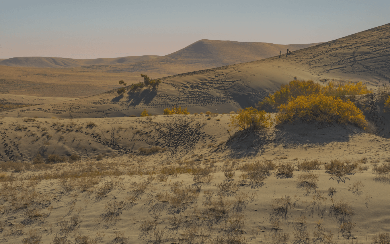 Aerial seeding afforestation